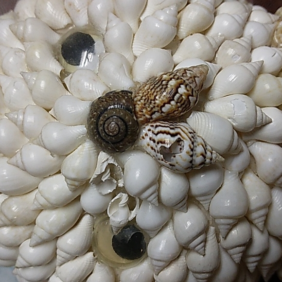 Seashell Easter Bunny Rabbit - Picture 6 of 7